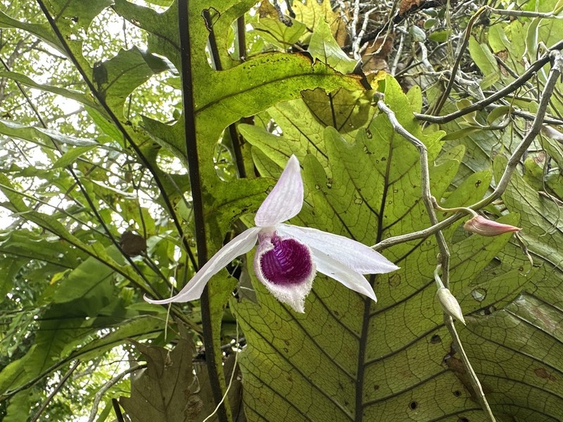 Dendrobium anosmum photo 6