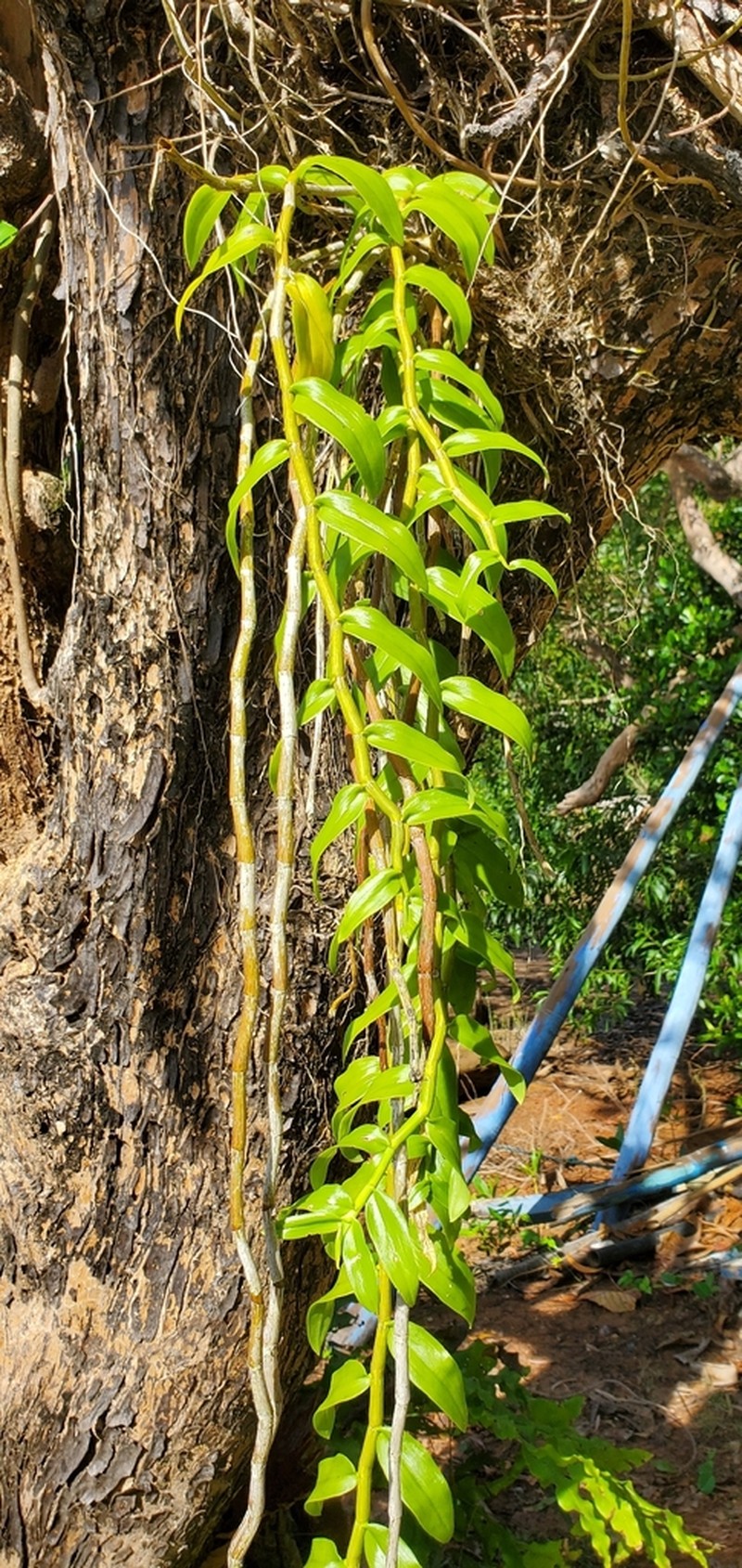 Dendrobium anosmum photo 7