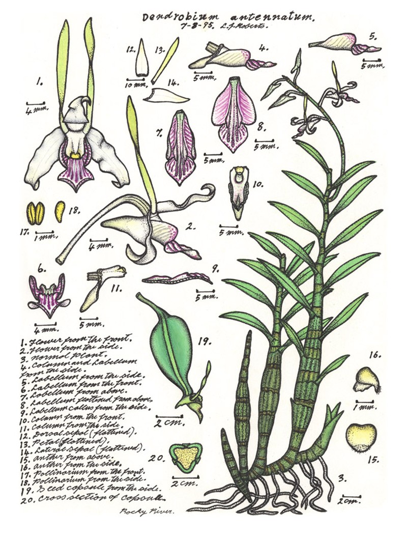 Dendrobium antennatum photo 2
