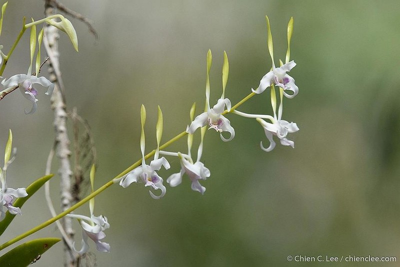 Dendrobium antennatum photo 3