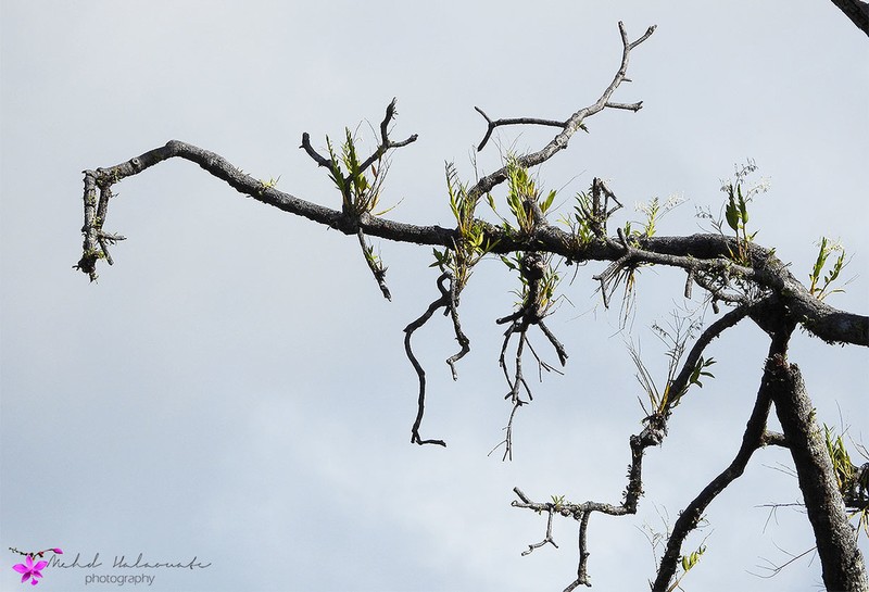 Dendrobium antennatum photo 4