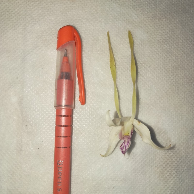 Dendrobium antennatum photo 5
