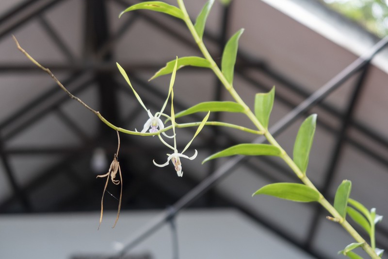 Dendrobium antennatum photo 6