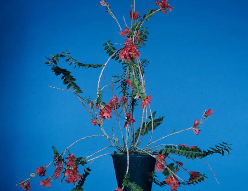 Dendrobium apertum photo 3