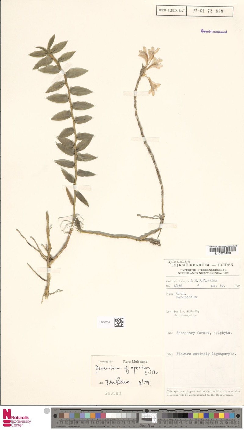 Dendrobium apertum photo 4
