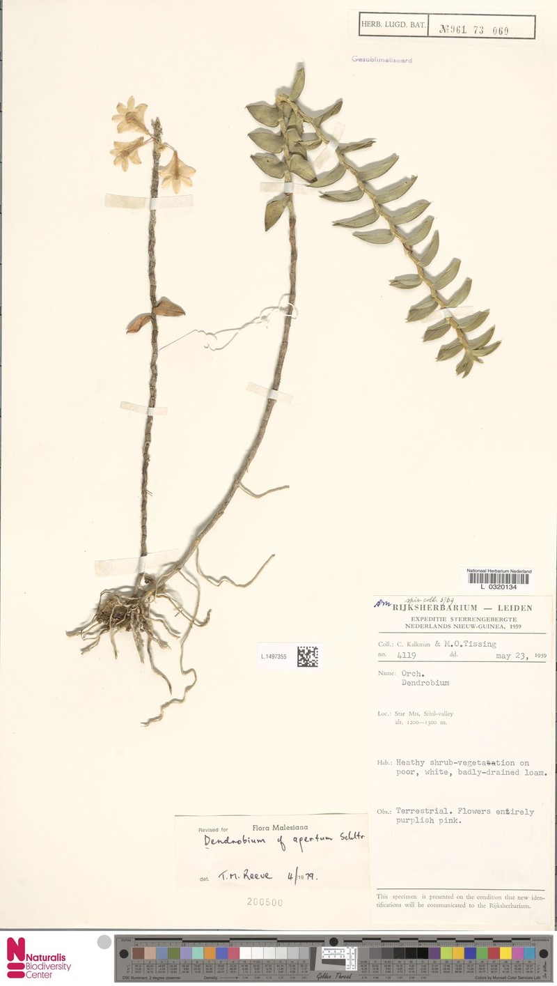 Dendrobium apertum photo 5