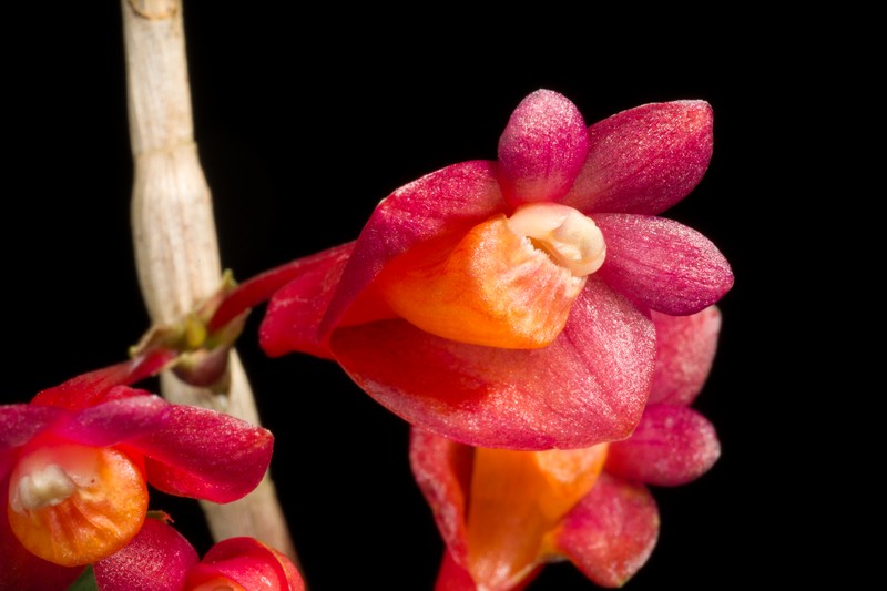 Dendrobium apertum photo 6
