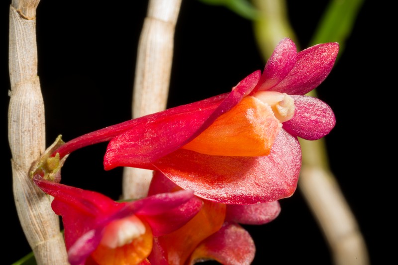 Dendrobium apertum photo 7