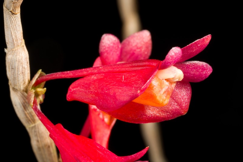 Dendrobium apertum photo 8