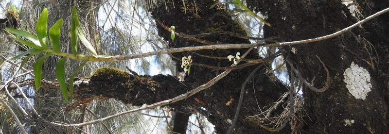 Dendrobium aphanochilum