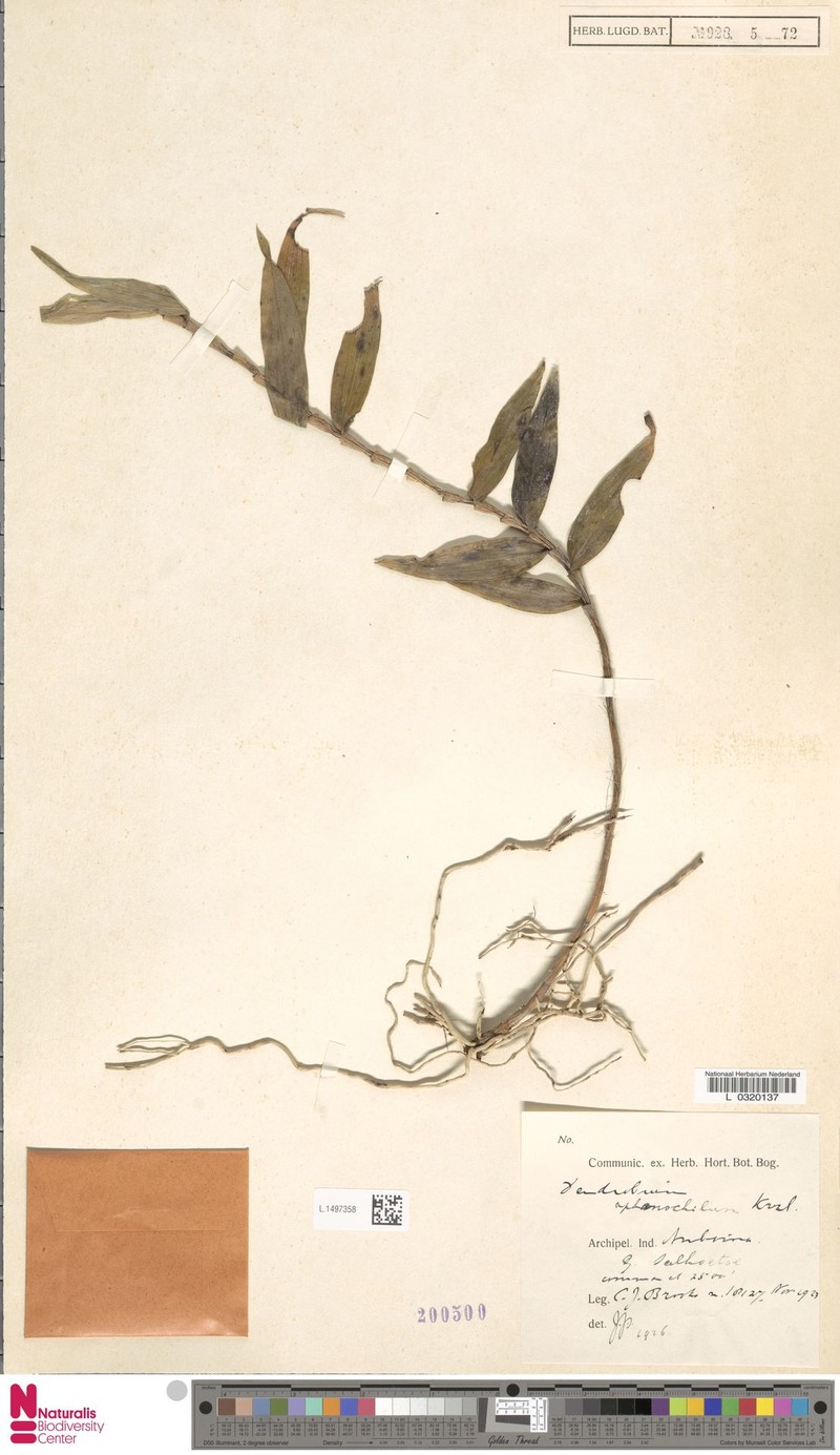 Dendrobium aphanochilum photo 2
