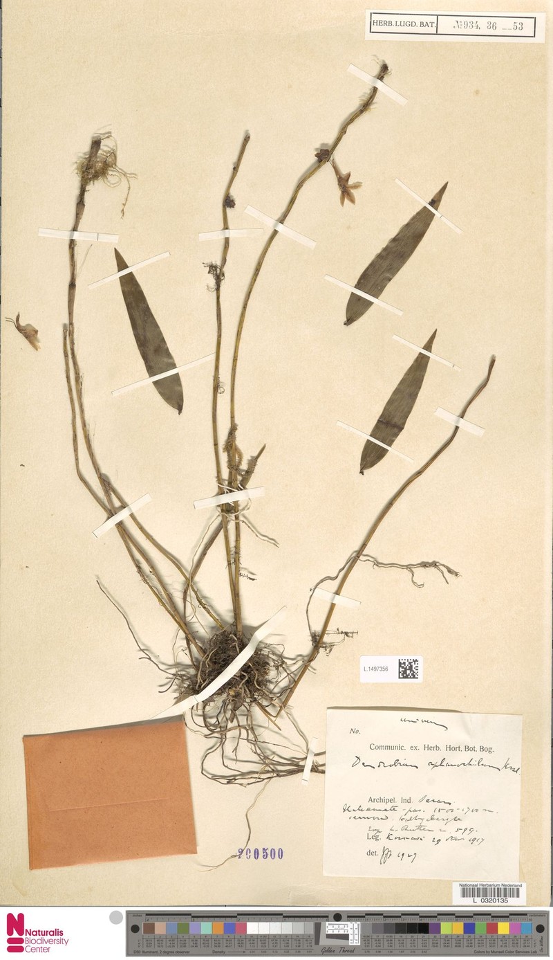 Dendrobium aphanochilum photo 3