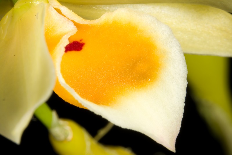 Dendrobium aphrodite