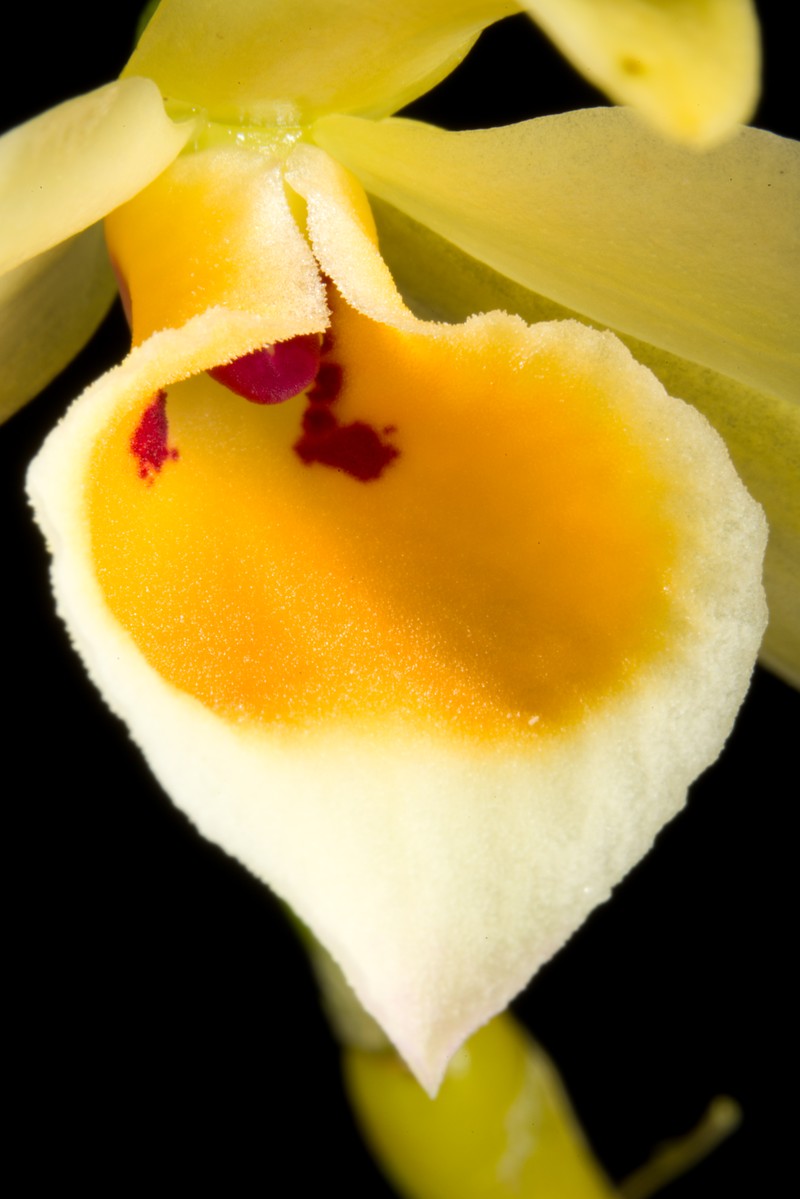 Dendrobium aphrodite photo 2