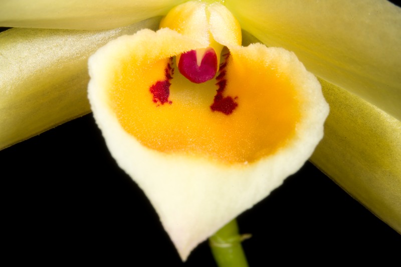 Dendrobium aphrodite photo 3