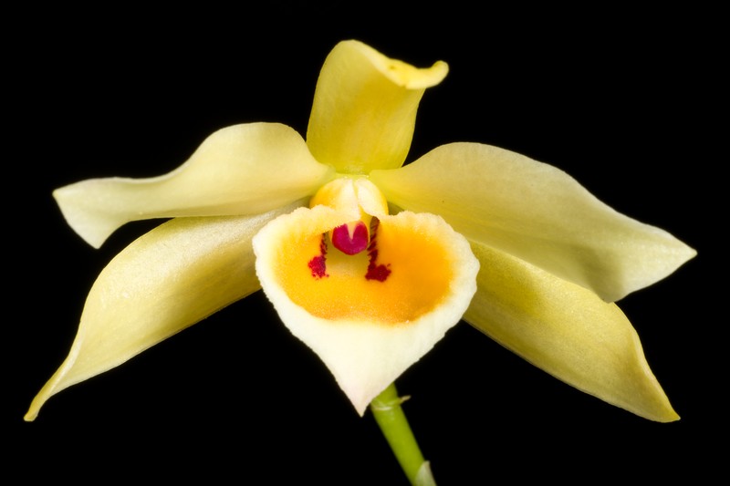 Dendrobium aphrodite photo 4