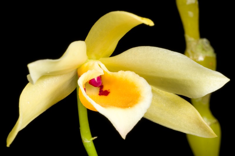 Dendrobium aphrodite photo 5