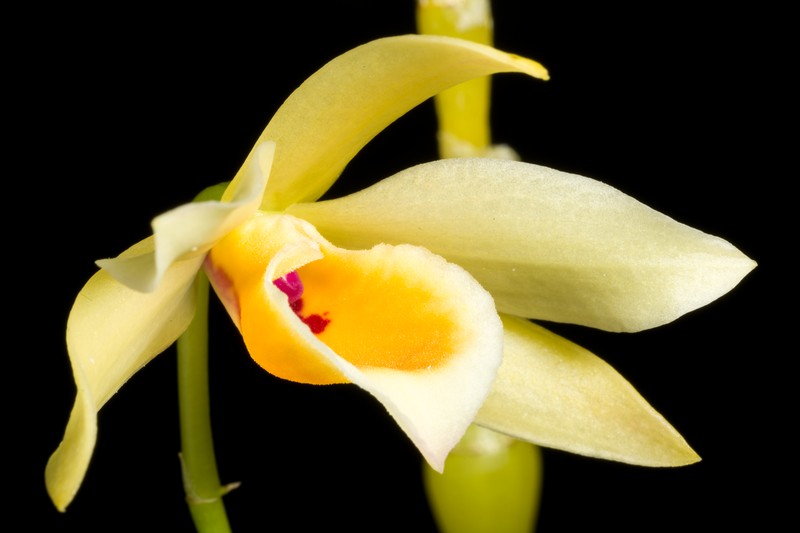Dendrobium aphrodite photo 6
