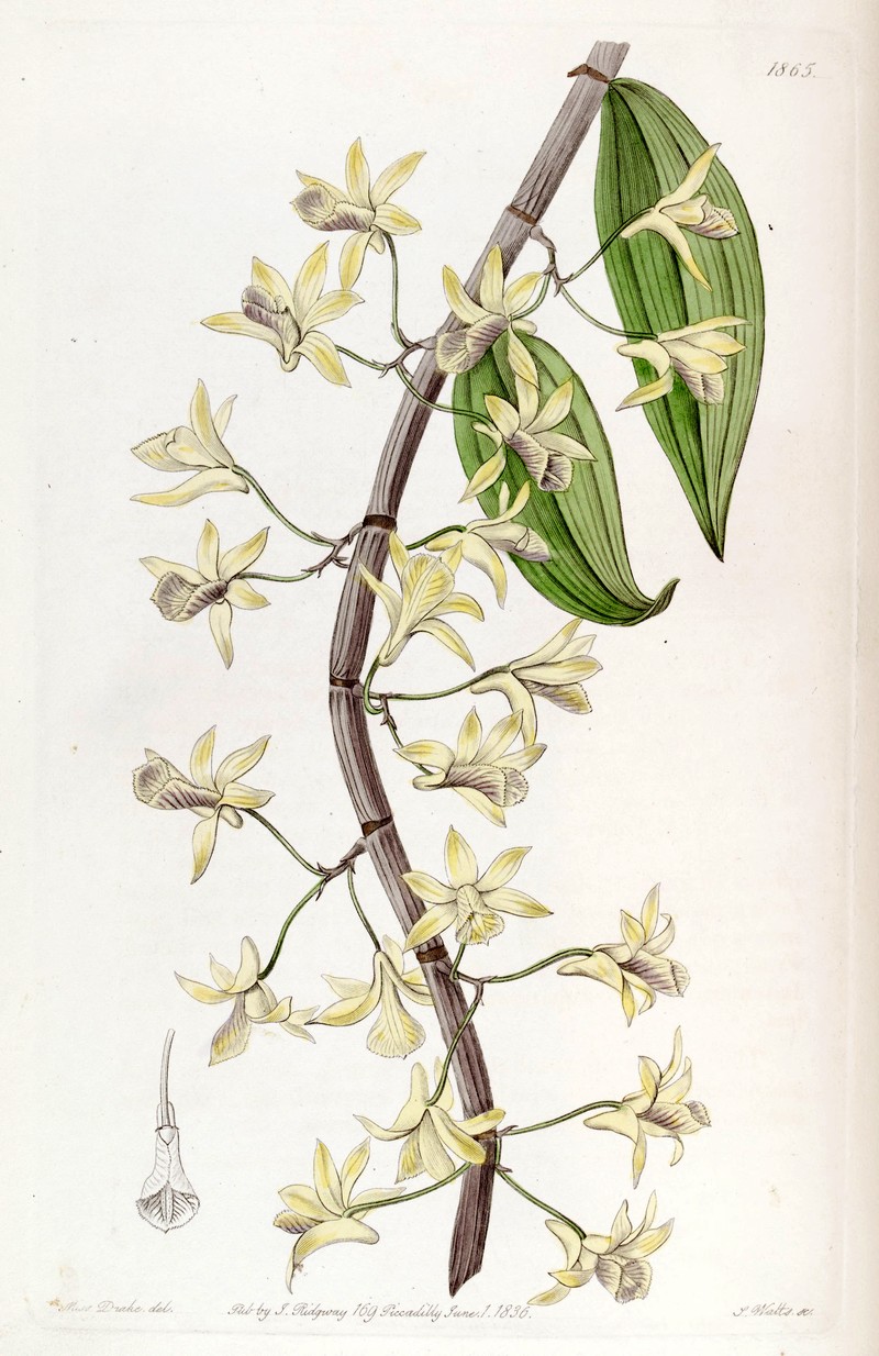 Dendrobium aphyllum