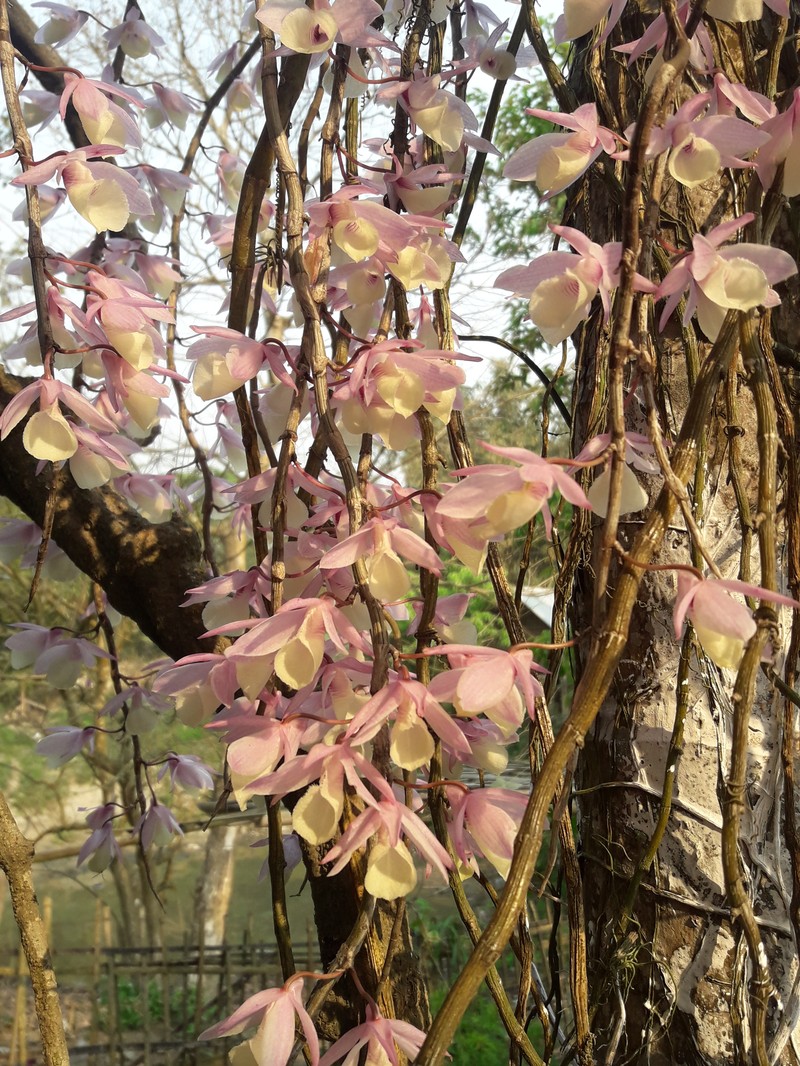 Dendrobium aphyllum photo 2