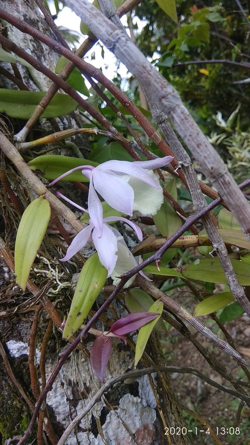 Dendrobium aphyllum photo 3