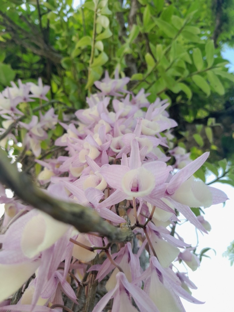 Dendrobium aphyllum photo 4