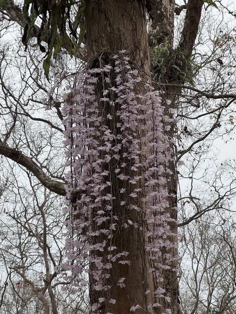 Dendrobium aphyllum photo 6