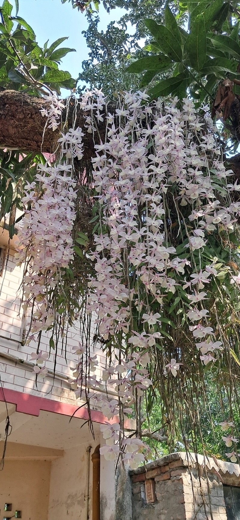 Dendrobium aphyllum photo 7