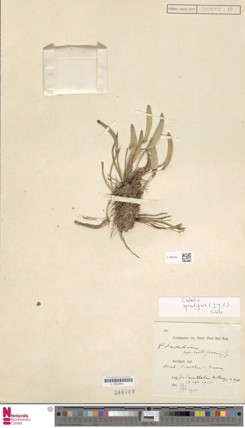 Dendrobium apiculiferum