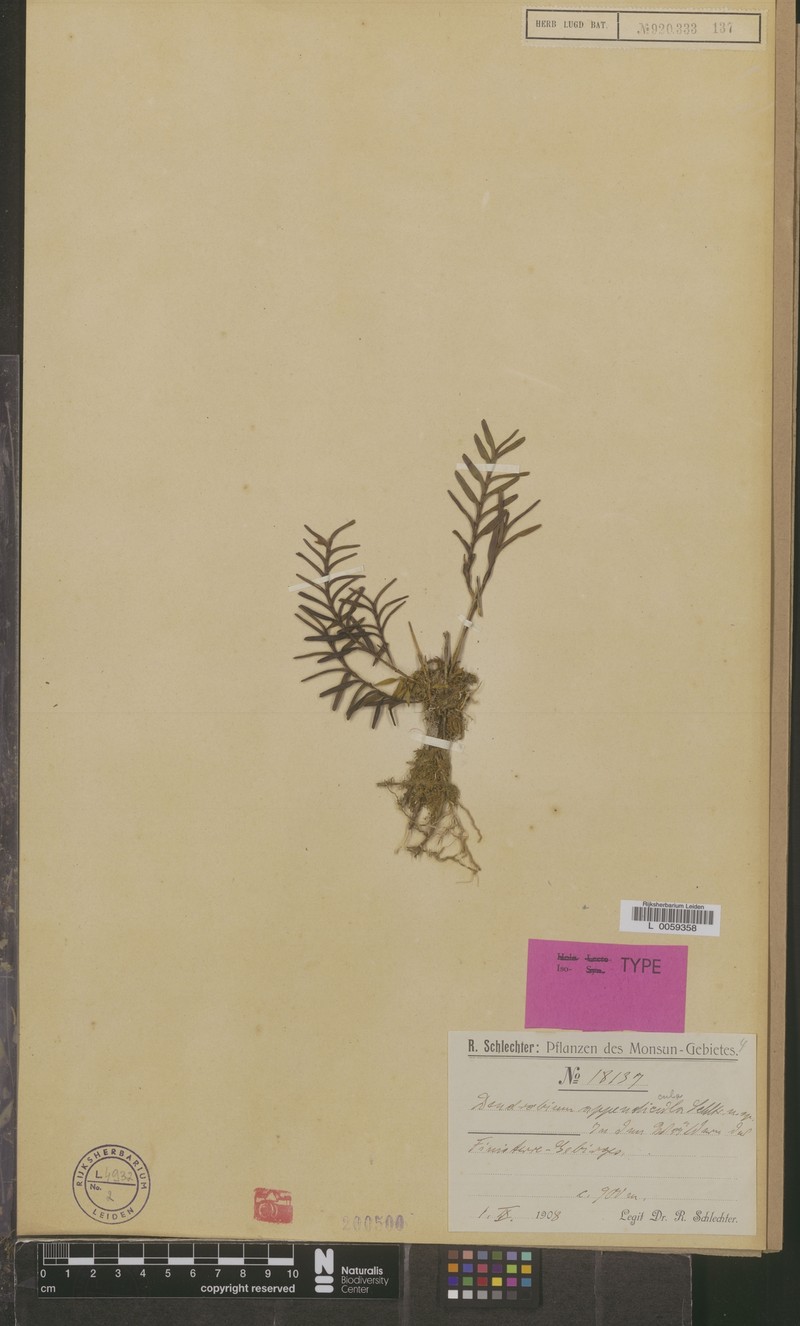 Dendrobium appendicula