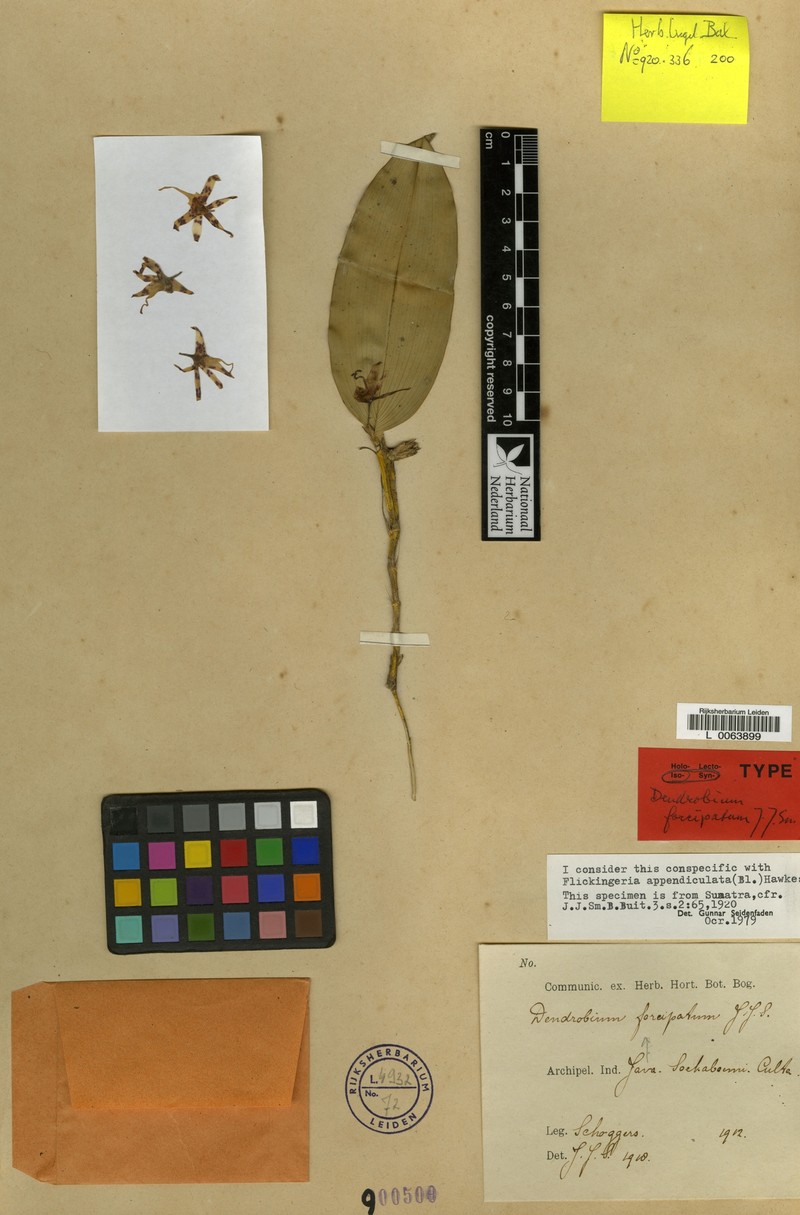 Dendrobium appendiculatum