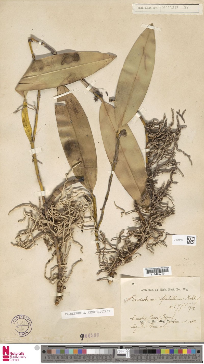Dendrobium appendiculatum photo 2