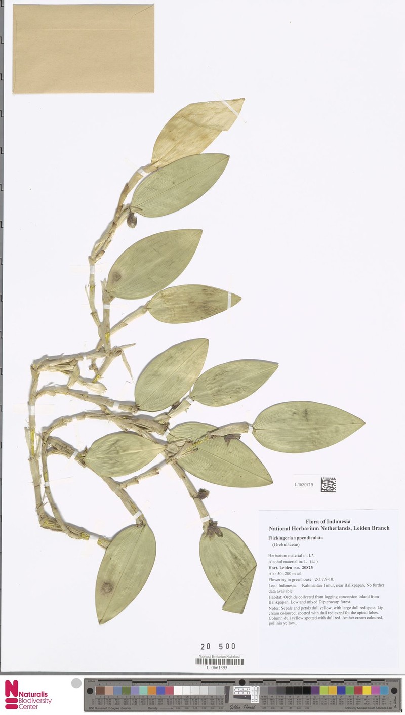 Dendrobium appendiculatum photo 3