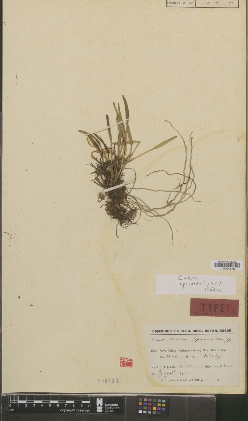 Dendrobium aprinoides