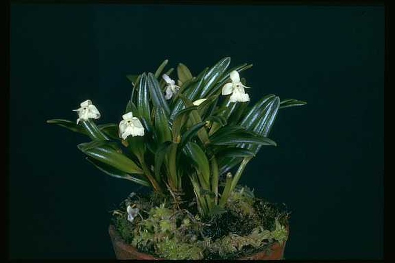 Dendrobium aprinum