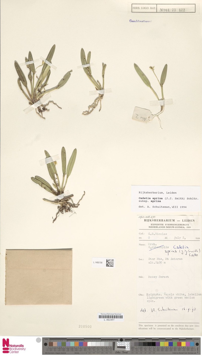 Dendrobium aprinum photo 2