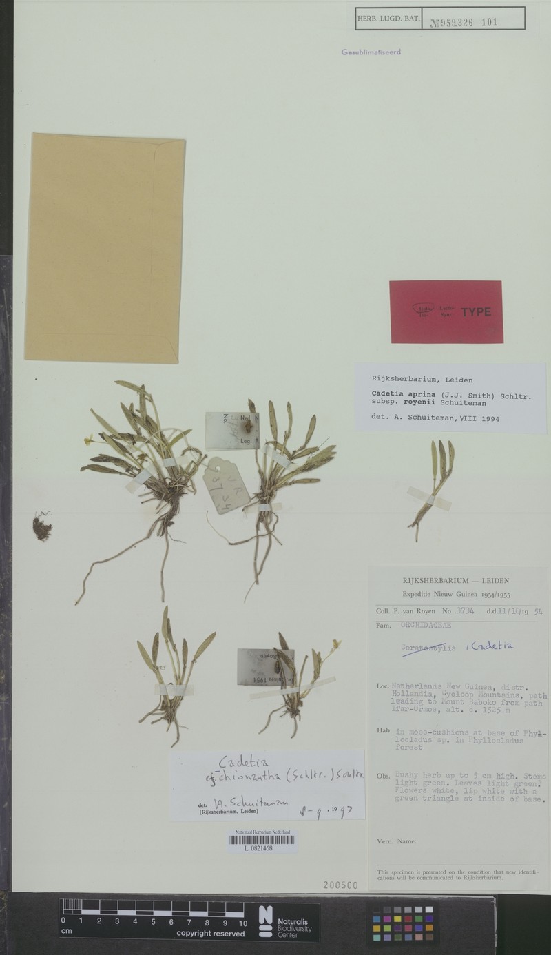 Dendrobium aprinum photo 3