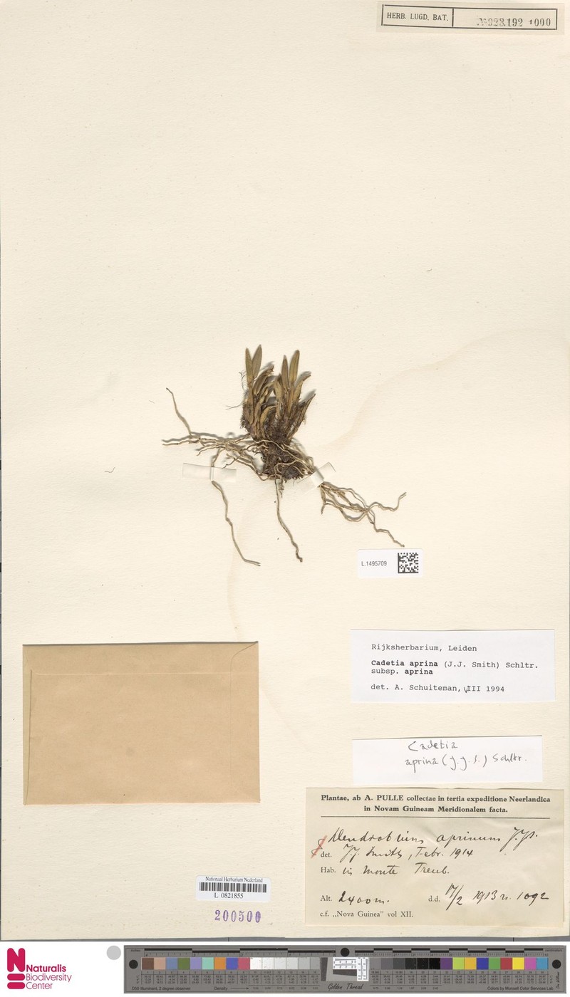 Dendrobium aprinum photo 4