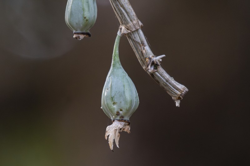 Dendrobium aqueum