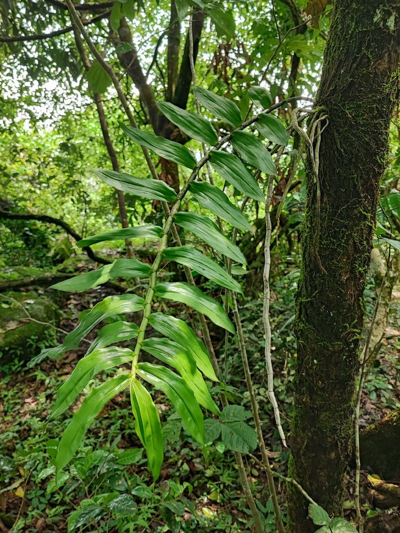Dendrobium aqueum photo 2