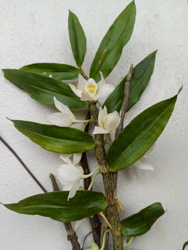 Dendrobium aqueum photo 3