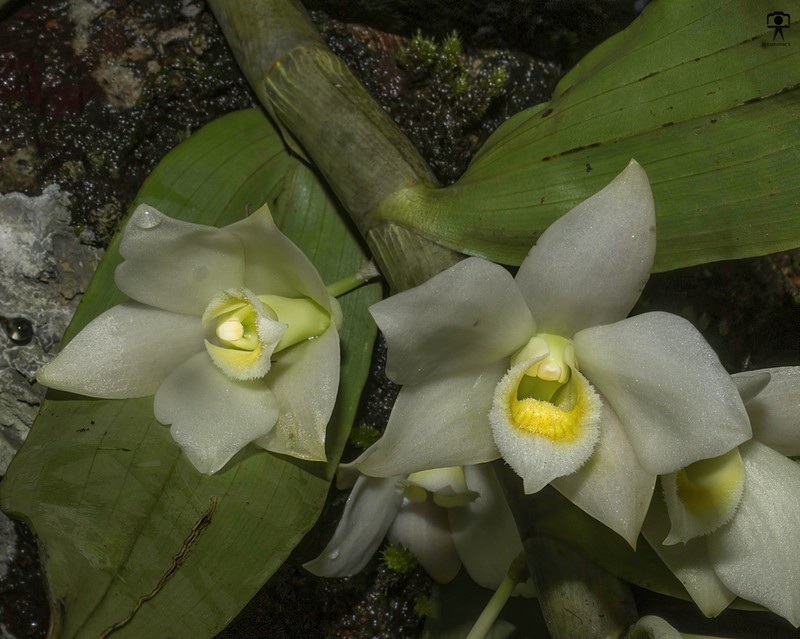 Dendrobium aqueum photo 4