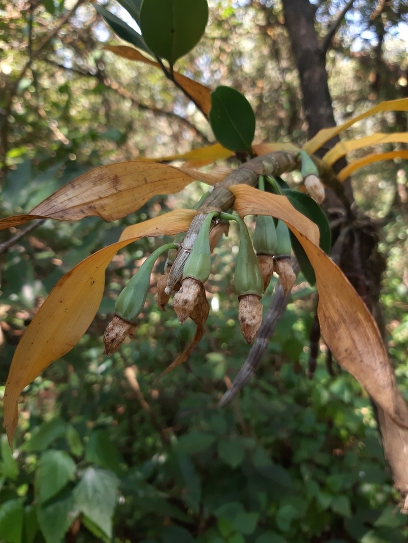 Dendrobium aqueum photo 5