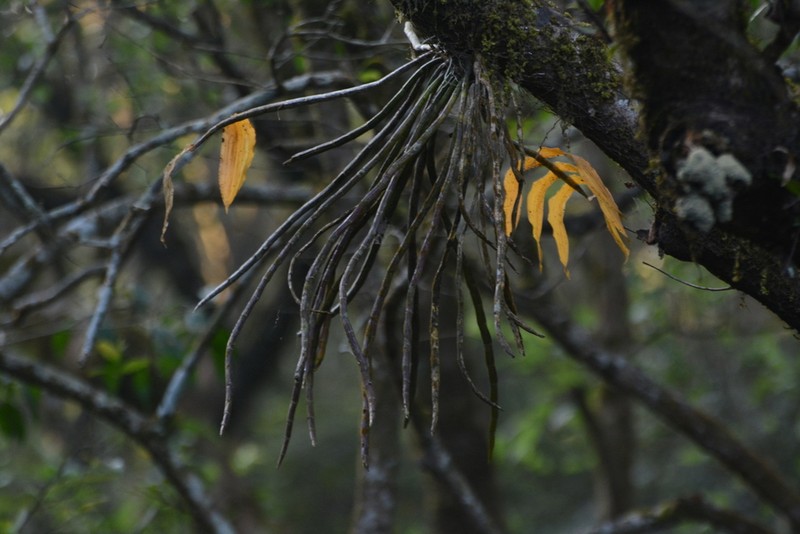 Dendrobium aqueum photo 8