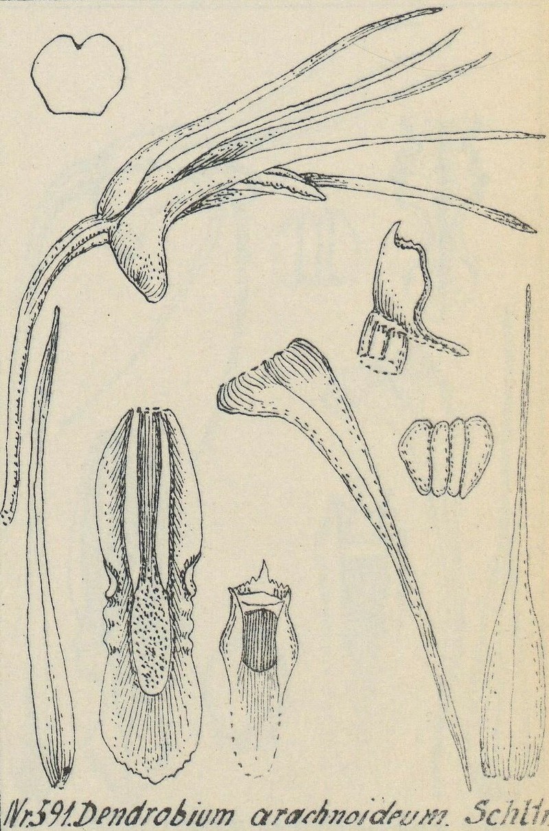 Dendrobium arachnoideum