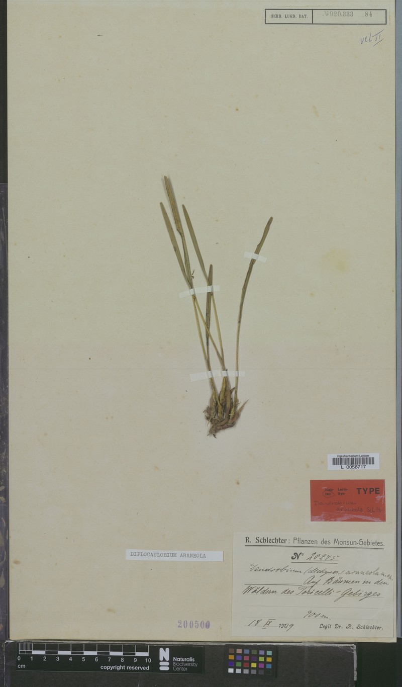 Dendrobium araneola photo 3