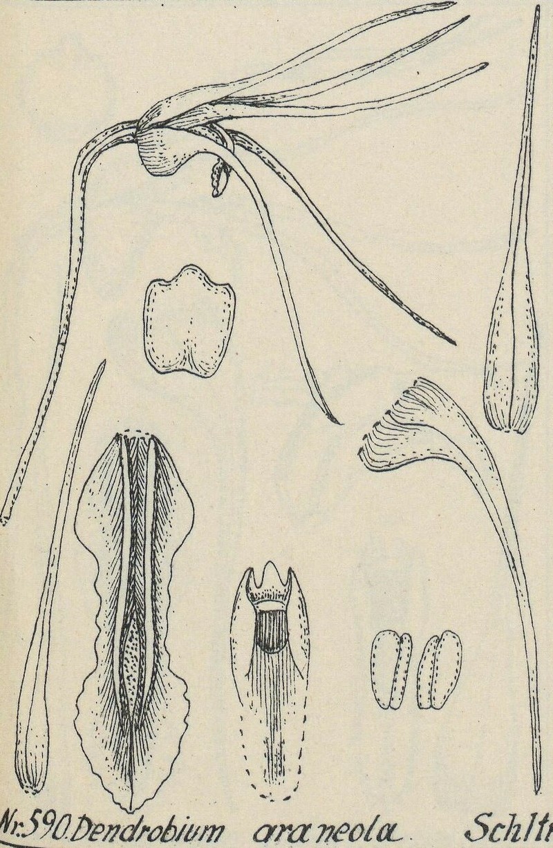 Dendrobium araneola