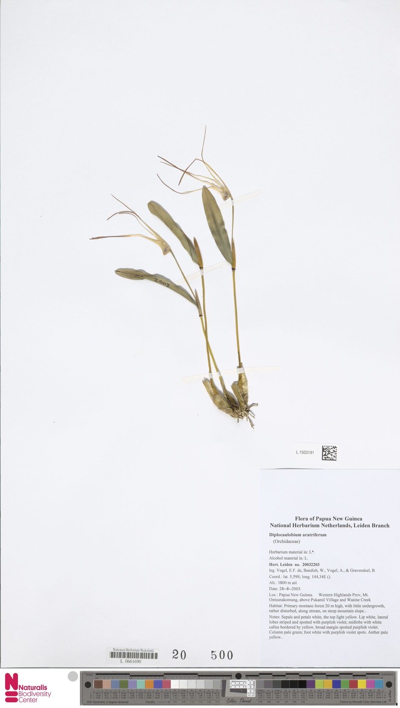 Dendrobium aratriferum