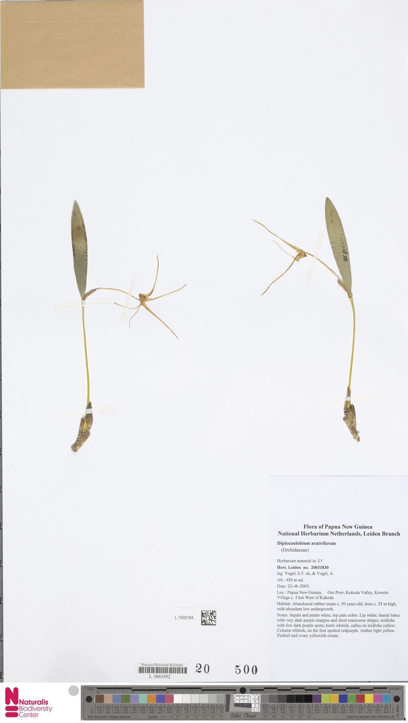 Dendrobium aratriferum photo 2