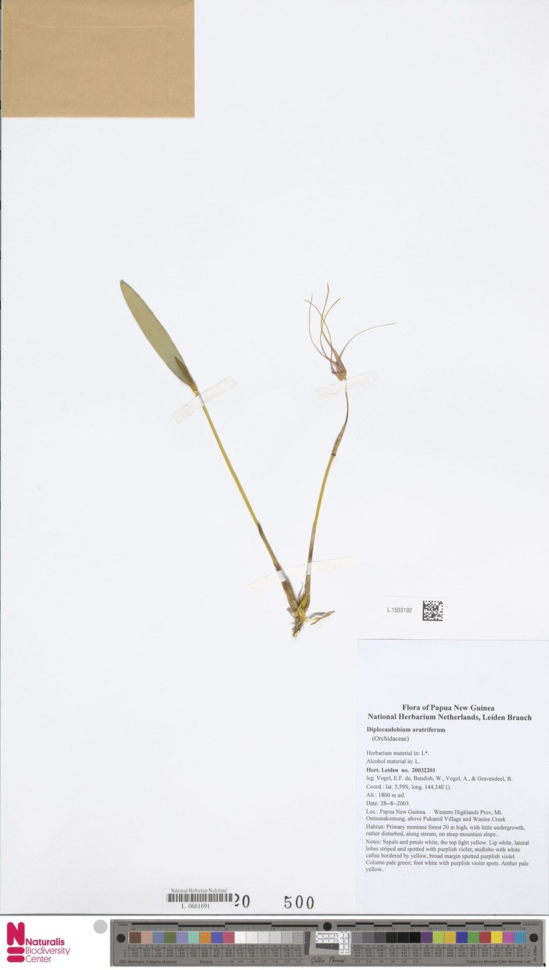 Dendrobium aratriferum photo 3